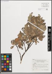 Foto von Salix L.